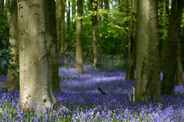 Bluebell wood  _S062 - Somerset landscape Photography