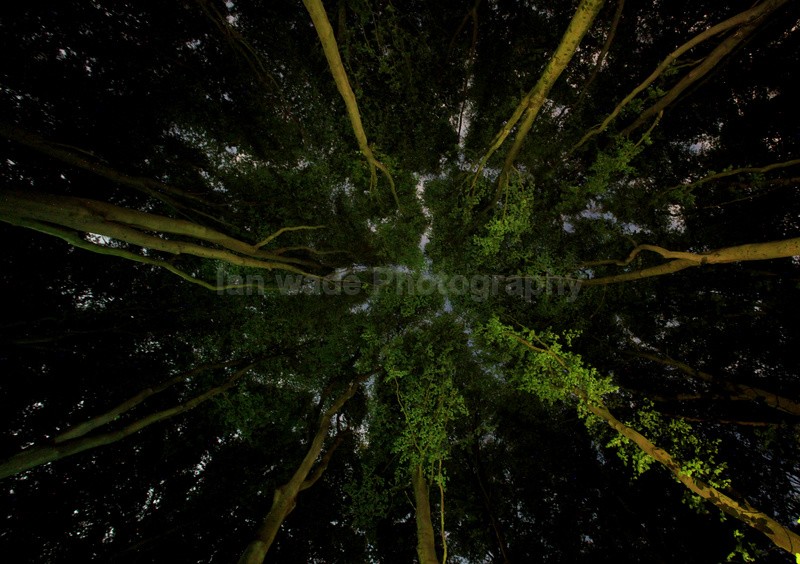 Tree Canopy at night - Woodland scenes & flowers