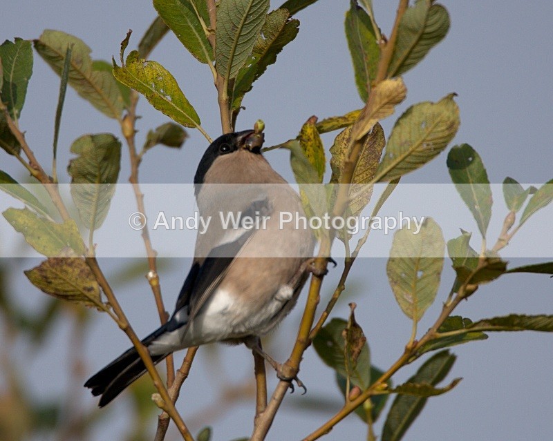 20091010- WE 013 - Finches