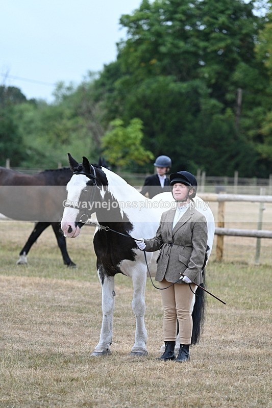 WJ7_9741 - Class 5a Most Handsome Gelding (above 14.2hh)