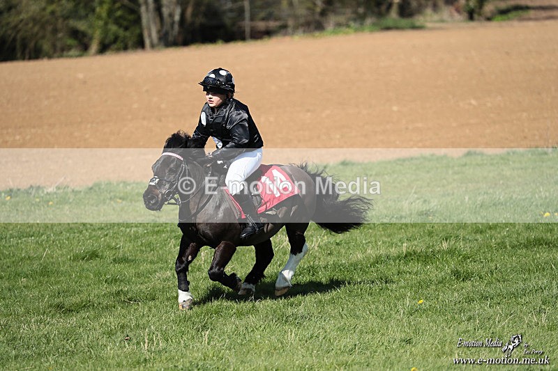Shet 060426 313 - Shetland Pony Racing Paxford Races Easter Mon 06/04/26