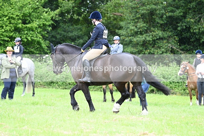 WJ7_3979 - Class 14A Handsome Gelding