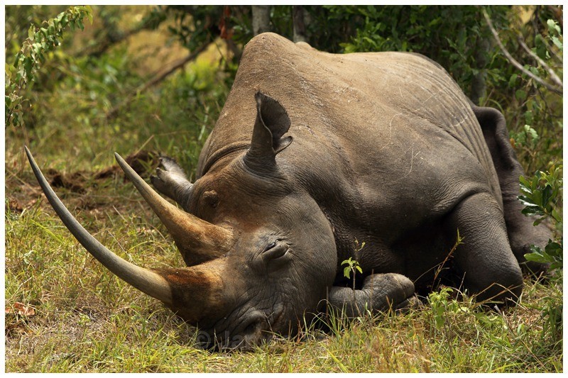 Emung - of the bush - The Big Five