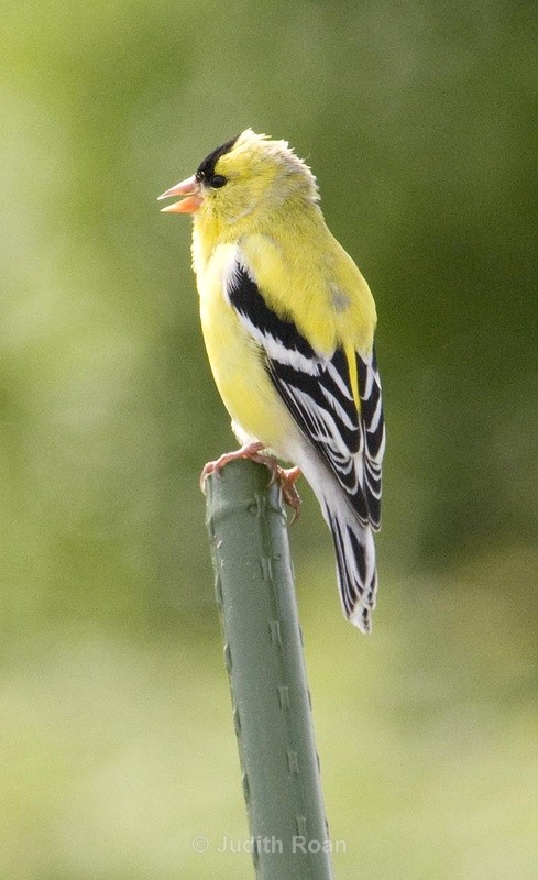 American Goldfinch, male - Backyard Birds of Mercer Island