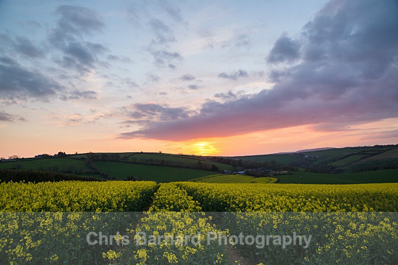  - Rapeseed Fields