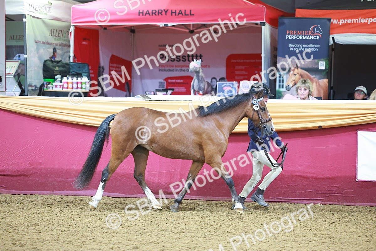 SBM_14572 - Class A - Junior Champ 10 year and Under