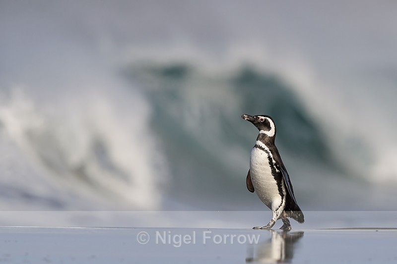 Magellanic Penguin, Sea Lion Island, The Falkland Islands - Magellanic Penguin