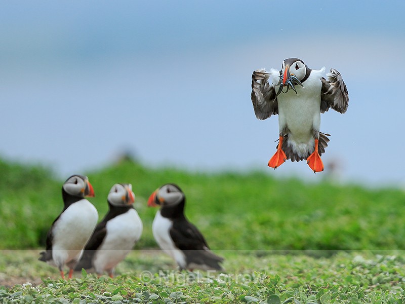 Atlantic Puffin landing with fish, Farne Islands - Puffin