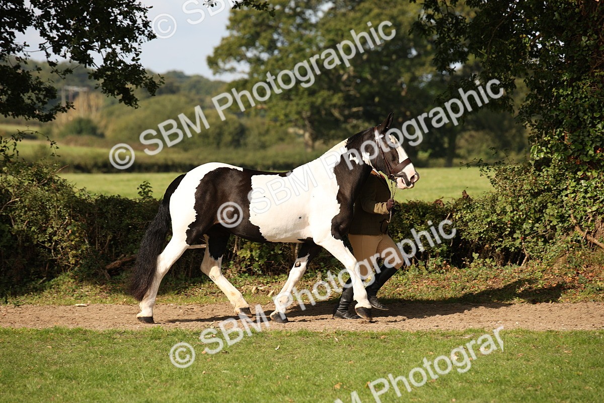 SBM_61185 - S54 - Show Cob In Hand