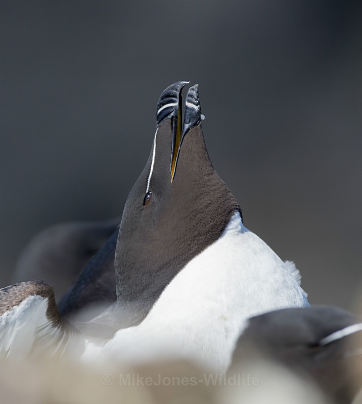 Razorbill, Lunga, Treshnish Isles, Inner Hebrides, Scotland - ISLE OF MULL WILDLIFE, Wildlife images from the Inner Hebrides