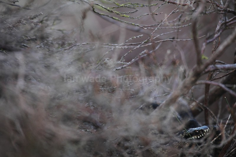 Adder, Vipera berus, Somerset_AD_00187 - Reptiles, amphibians & pond life, Great Britian