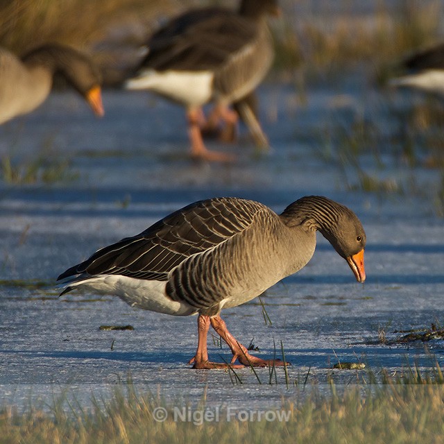 Greylag Goose walking gingerly on ice - Greylag Goose