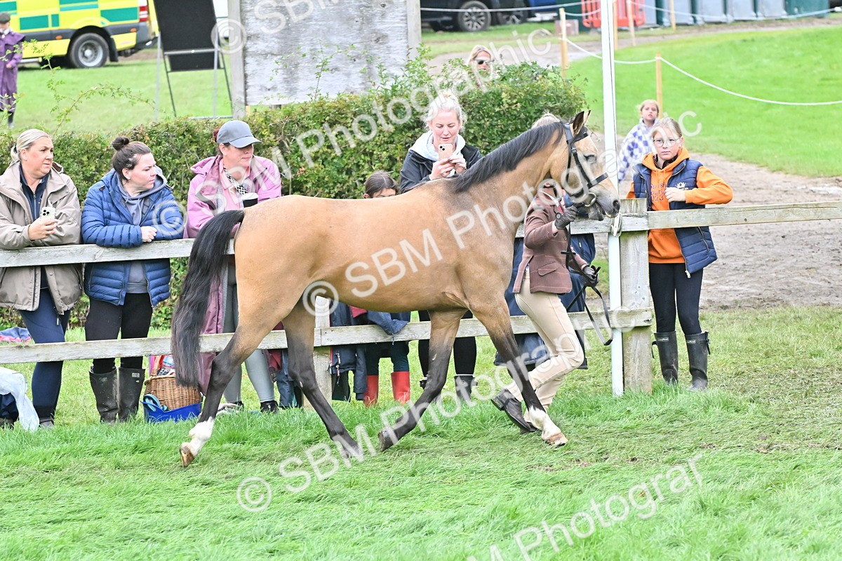 SBM_60962 - S48 - Mountain & Moorland In Hand Small Breeds