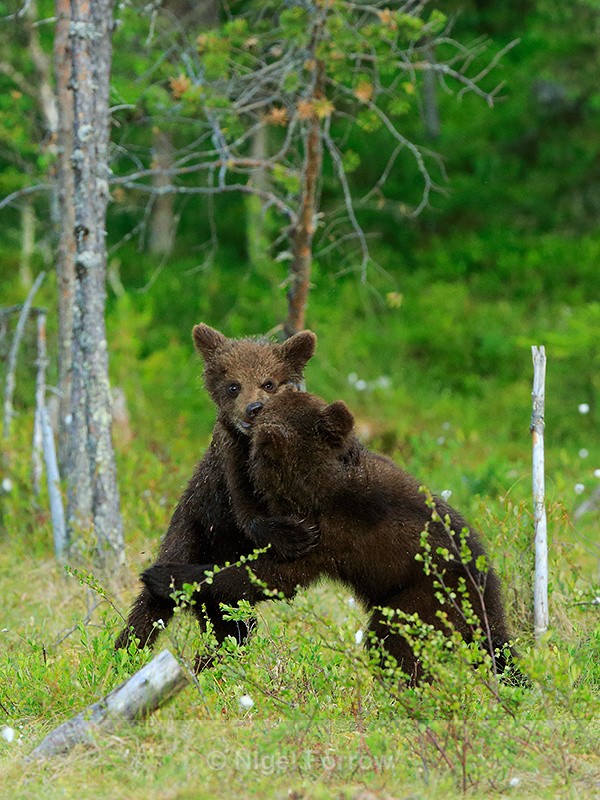 Brown Bear cubs play-fighting - Brown Bear