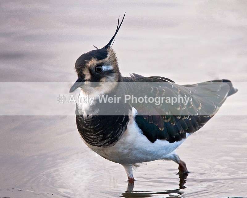 20091023-001 - Lapwing