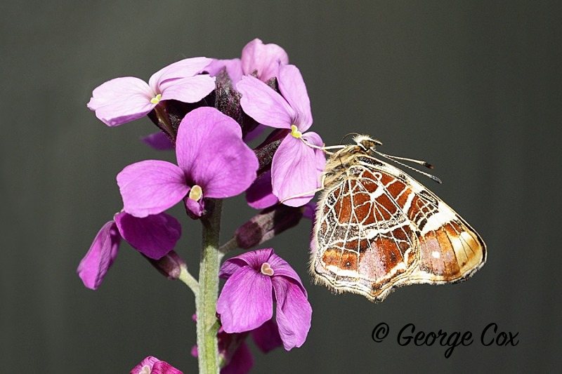 Map butterfly - Araschia levana