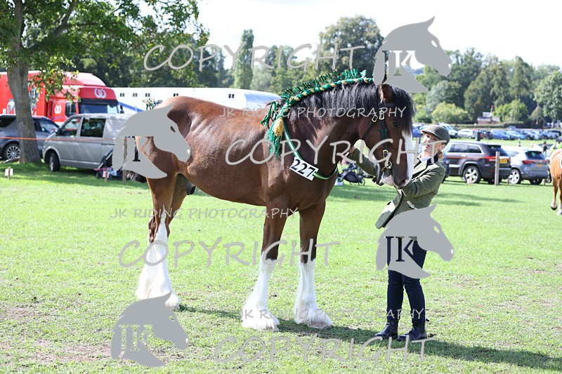 APP_3166 - Class 3 Youngstock