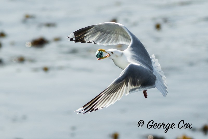 Gull with egg