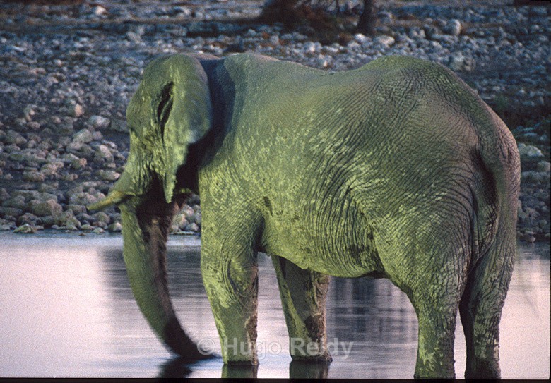  - Animals in the Wild