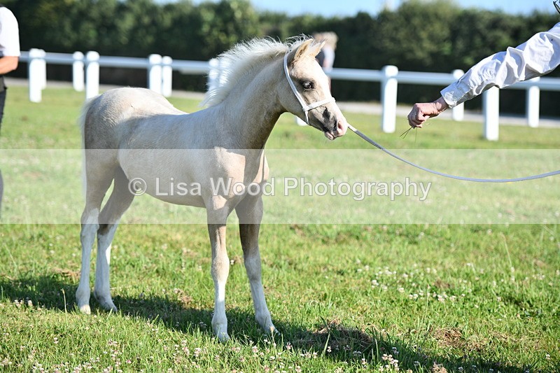 DSC_5308 - Classes 47 & 48: NPS M&M Brood Mare and Foal