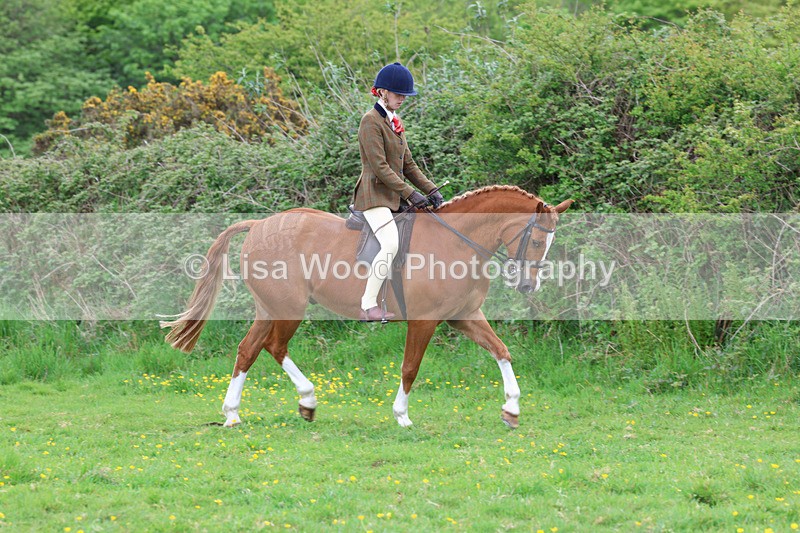 3E7A1949 - Class 10: Ridden Sports Horse