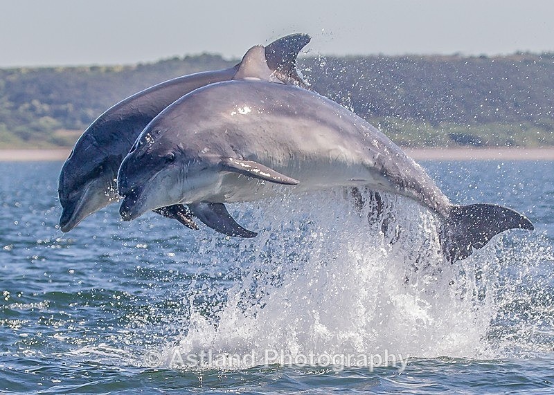 Astland Photography, Bird and Wildlife Images, Susan and Peter Wilson, U.K.