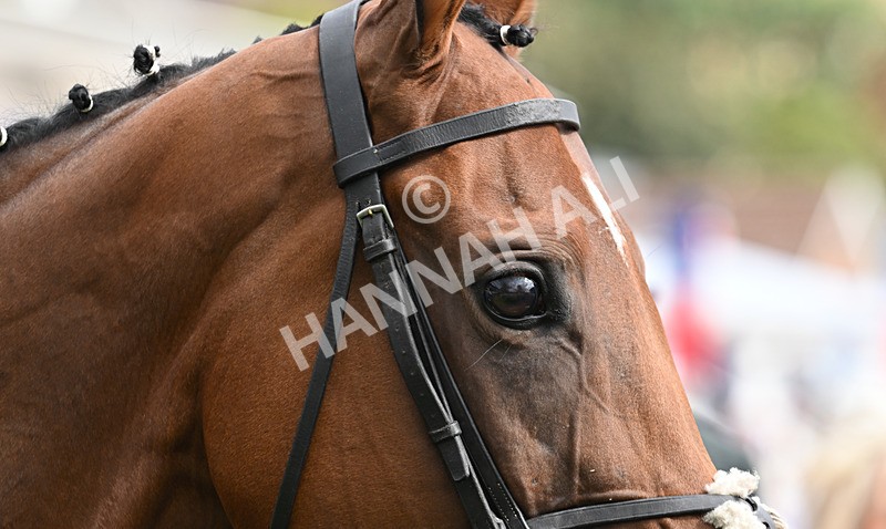 220826-180 Mr Hollywood - Race 4 15.35pm Sky Bet Ebor Handicap