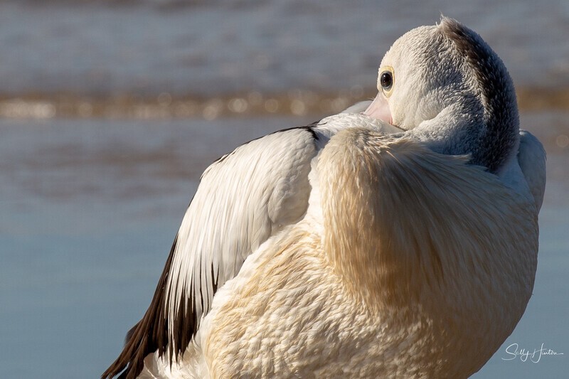 Pelican Resting