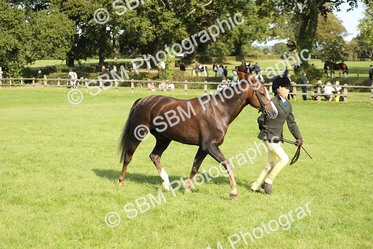 SBM_61054 - S44 - Part Bred Pony In hand
