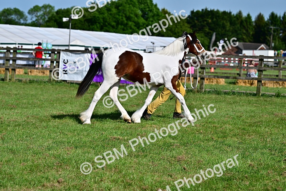 SBM_10031 - Class 63-65 - Traditional Gypsy Cobs In Hand & Ridden