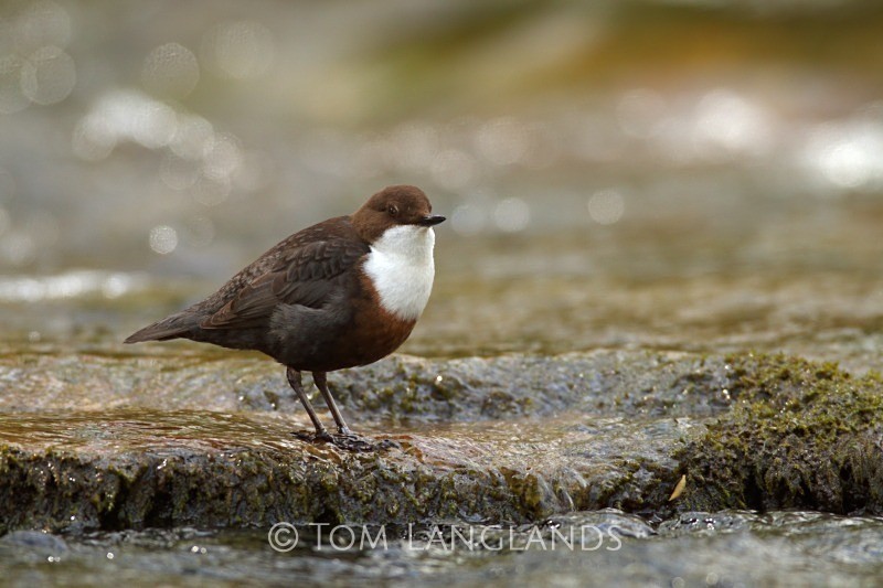 Dipper - All Other Birds