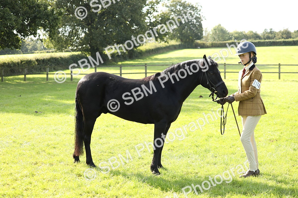 SBM_61038 - S44 - Part Bred Pony In hand