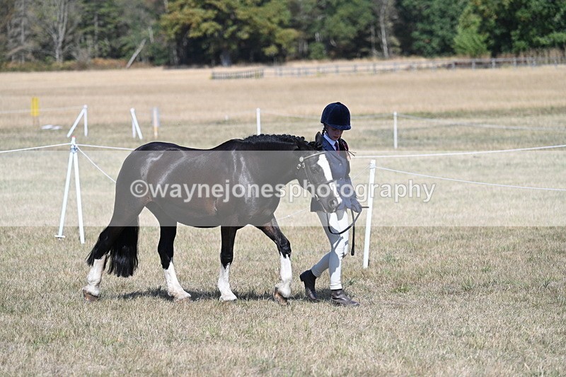 WJ7_1157 - Class 41 Prettiest Mare