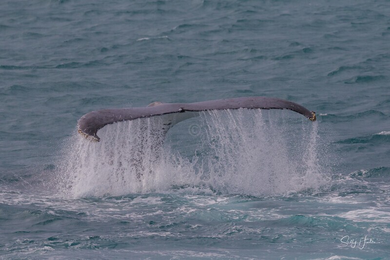 HB Tail Slap 7. 0A3A4684 - Copy - 2025 Hervey Bay Whales