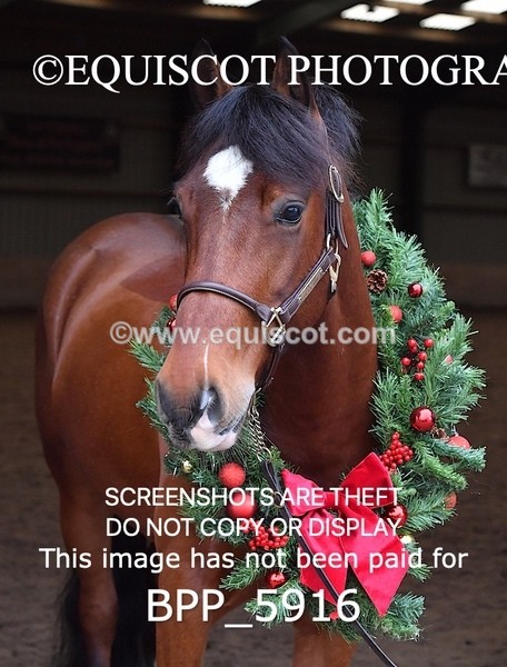 BPP_5916 - Marion West pony 3