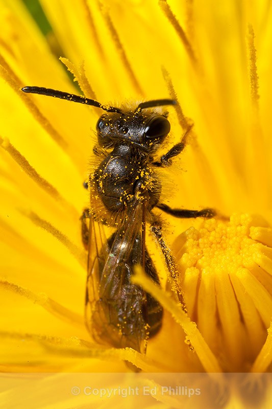 Andrena chrysosceles (m) - Andrena chrysosceles