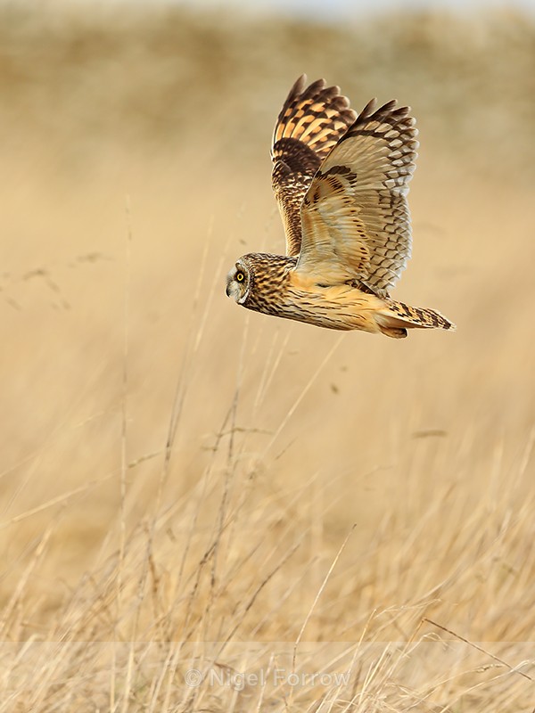 Short-eared Owl lifts off, Hawling, Gloucestershire - Short-eared Owl