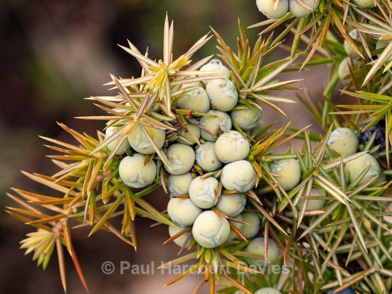 Common juniper (Juniperus communis). - Gargano - Wild Flowers