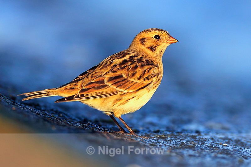 Lapland Bunting in golden evening light - Lapland Bunting