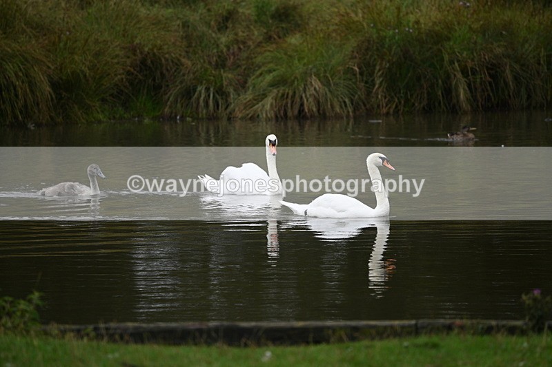 WJ7_9703 - Time at Water 12:24 to 13:32