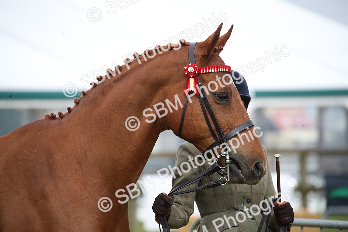SBM_00114 - Class 17-20 - Arab & Part Bred - Anglo Arab In Hand