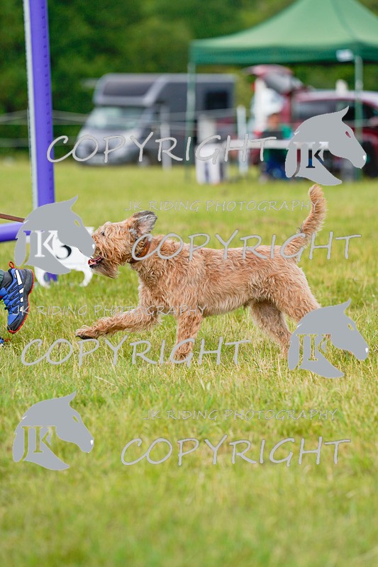 _DSC4819 - CLASS 7 HORSE & HOUND RING 2