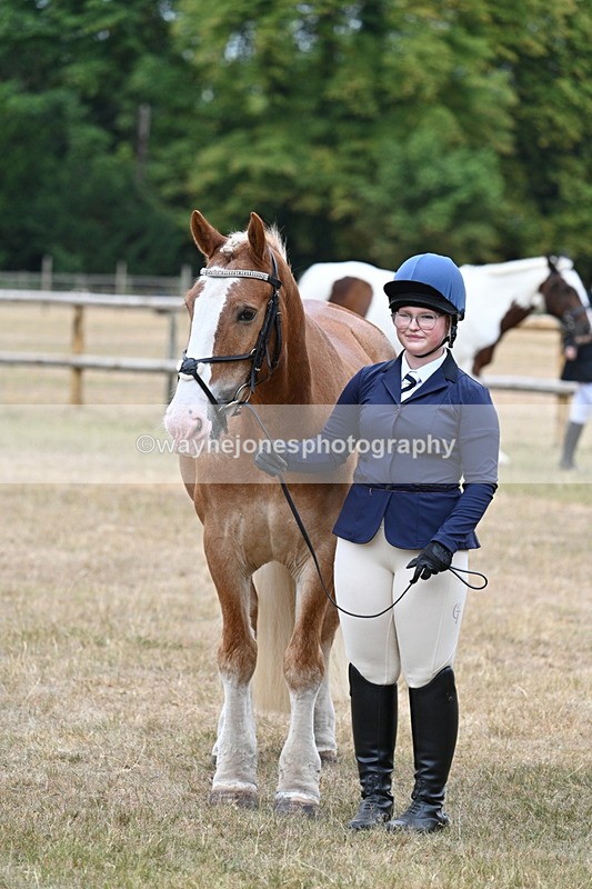 WJ7_0147 - Class 5a Most Handsome Gelding (above 14.2hh)