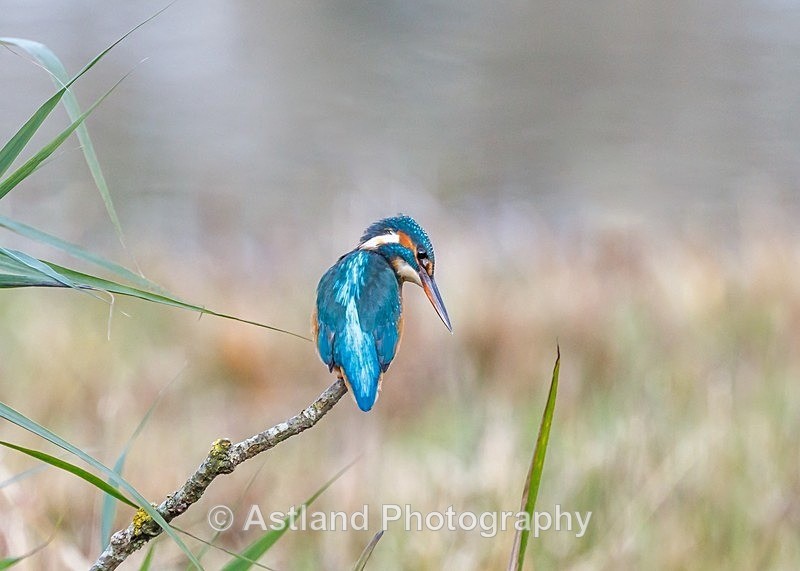 Astland Photography, Bird and Wildlife Images, Susan and Peter Wilson, U.K.