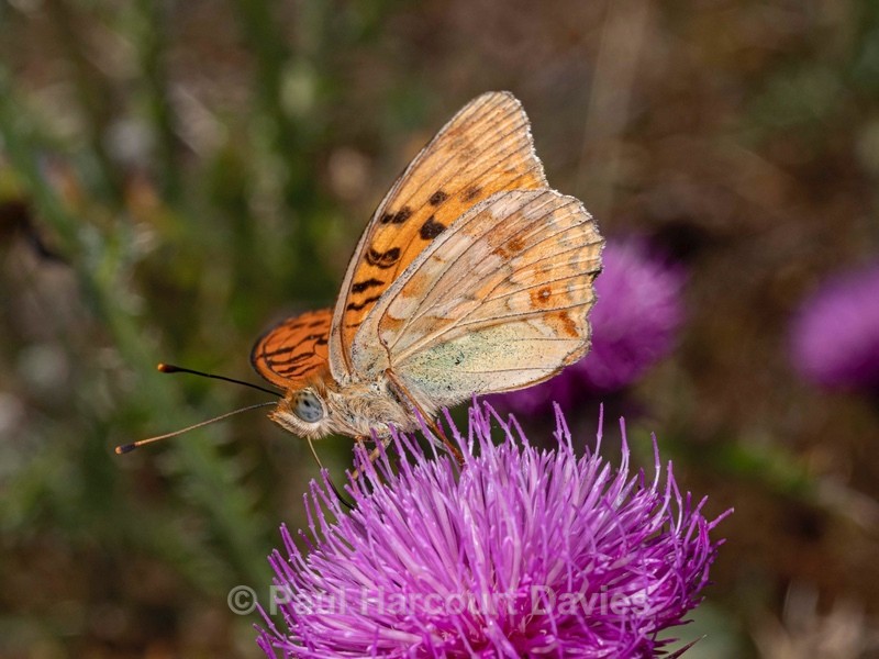 High brown fritillary (Argynnis adippe f. cleodoxa). - Insects, Spiders and other Animals