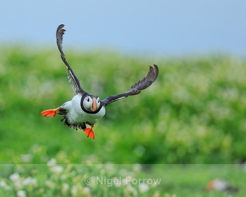 Puffin aborting landing, Farne Islands - Puffin