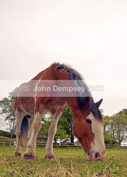 Rachel's Horses 4 - Animals