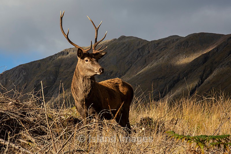 Monarch of the Glen - Wildlife of Argyll