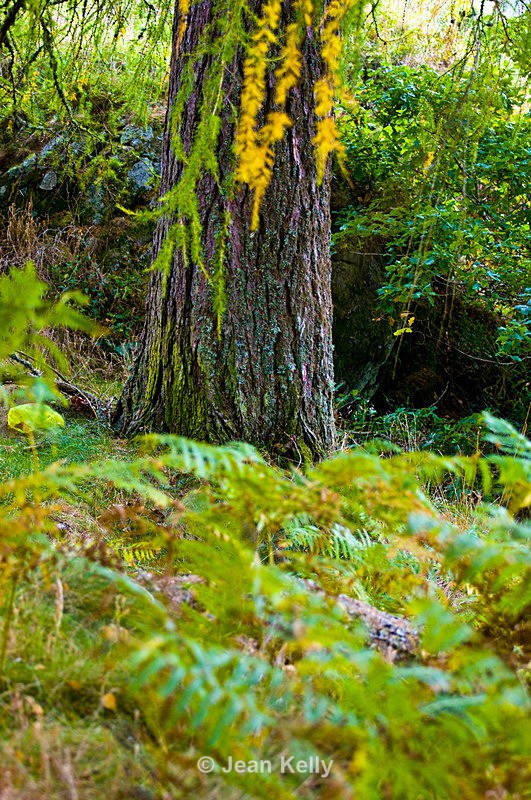 Tree - 7643 - Trees