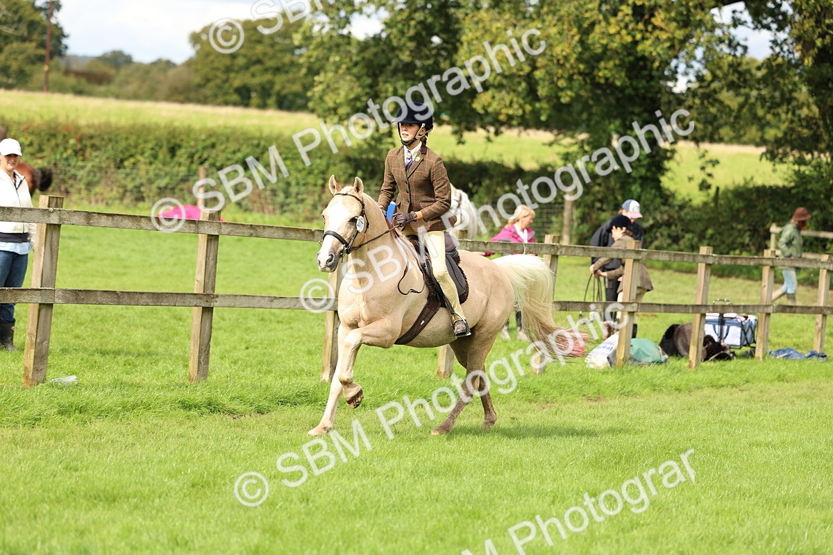 SBM_45383 - S33 - Working Hunter Pony